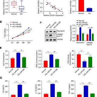 Mir Regulates Hg Induced Proliferation Oxidative Stress Fibrosis