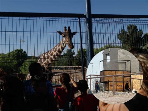 Qu Es Una Caja Telesc Pica Jirafa Benito Ser Transportada En Esta A