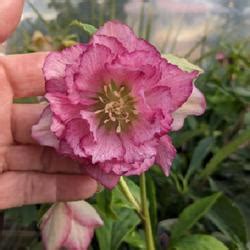 Hellebores: Collection of Varieties - Garden.org