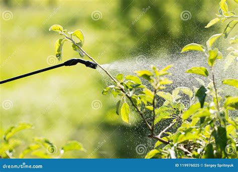 Spraying Of Fruit Tree From Pests Stock Image Image Of Craft Trees