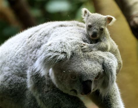 Baby Koala