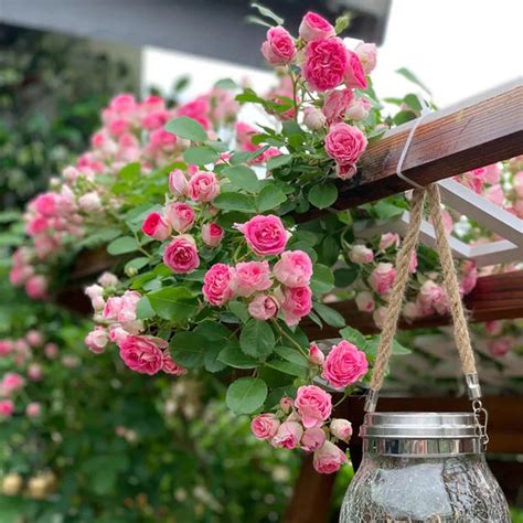 Climbing Rose Seeds