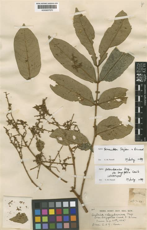 Aglaia Tomentosa Teijsm Binn Plants Of The World Online Kew Science