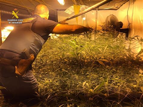 Cinco Detenidos Y Desmantelada Una Plantaci N De Marihuana Indoor En Un