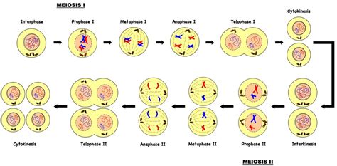 2n=6 Meiosis Diagram - Wiring Diagram Pictures