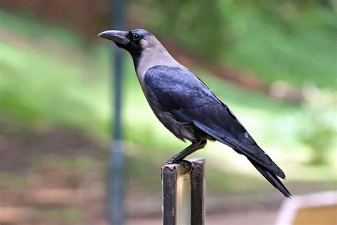 Study Shows The Amazing Intelligence Of Crows