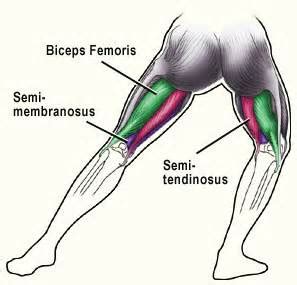 BEST EXERCISES FOR A PULLED HAMSTRING 2 - Muscle Pull | Muscle Pull