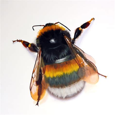 Insect Painting At Explore Collection Of Insect