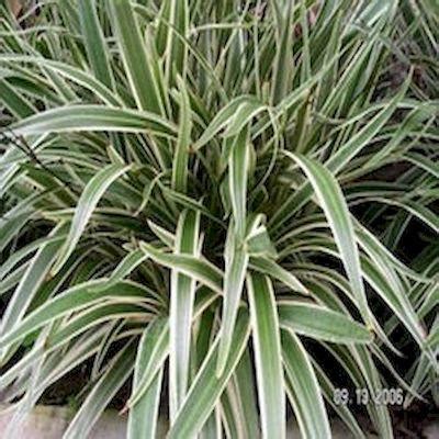 Dianella D Tasmanica Variegata RAMESA Nursery