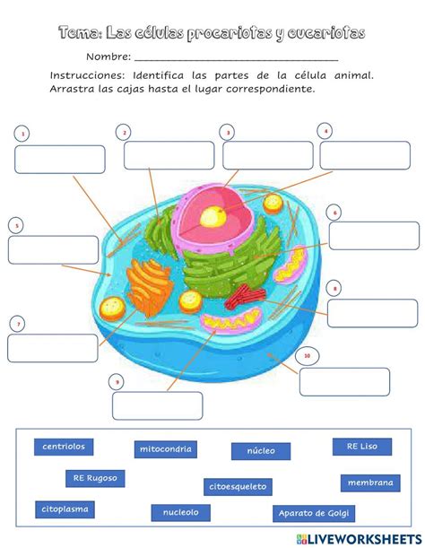 Ficha Online De La Célula Para Quinto De Primaria Puedes Hacer Los