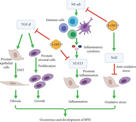 Diagram Showing The Roles Of Oh D In Regulating Tgf Nf B Stat