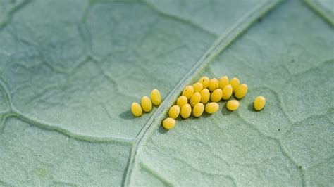 How To Spot Butterfly Eggs In Your Garden