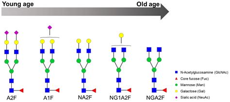 Ijms Free Full Text Glycosylation Biomarkers Associated With Age