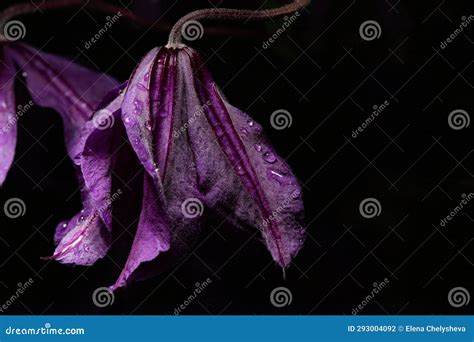 Clematis Branch With Green Leaves And Blue Flowers Stock Photo Image