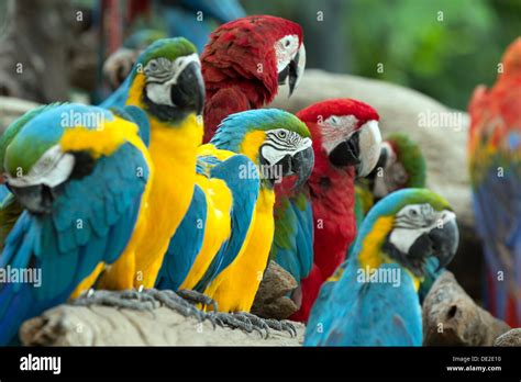 Garden Parrots Hi Res Stock Photography And Images Alamy