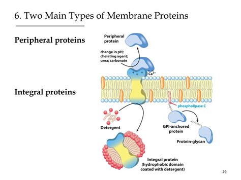 Ppt Biological Membranes Powerpoint Presentation Free Download Id