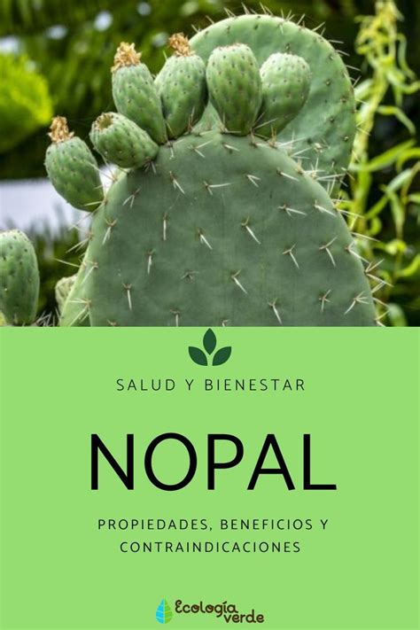 Nopal Propiedades Beneficios Y Contraindicaciones