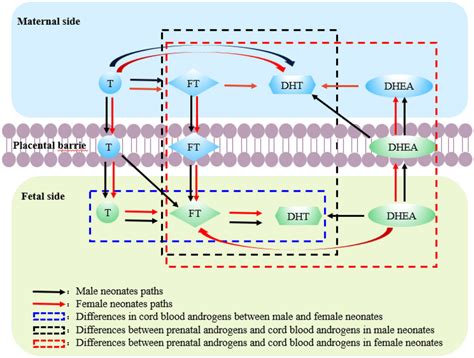 The Graphic Abstract Of Association Between Prenatal Androgens And Cord