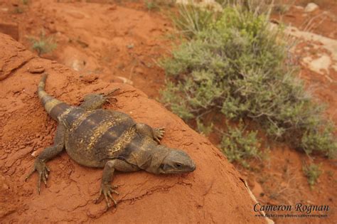 Chuckwalla Lizard Archives - Wild About Utah