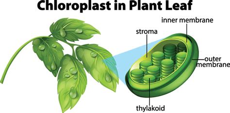 Explainer How Photosynthesis Works