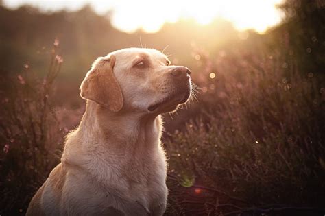 17 Hundefoto Ideen Inspirationen Traumfotografen De