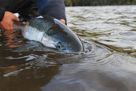 Northwest Indiana Southwest Michigan Fly Fishing Report 12 16 19