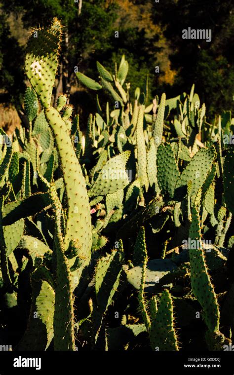 Cacti California Hi Res Stock Photography And Images Alamy