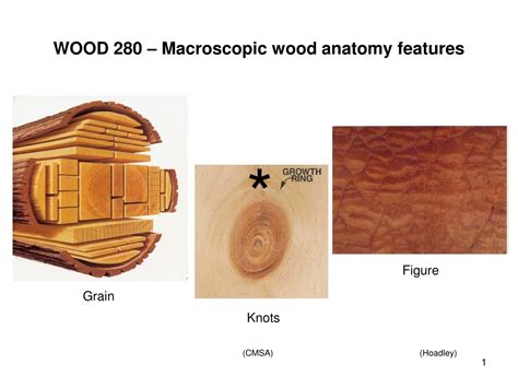 PPT WOOD 280 Macroscopic Wood Anatomy Features PowerPoint