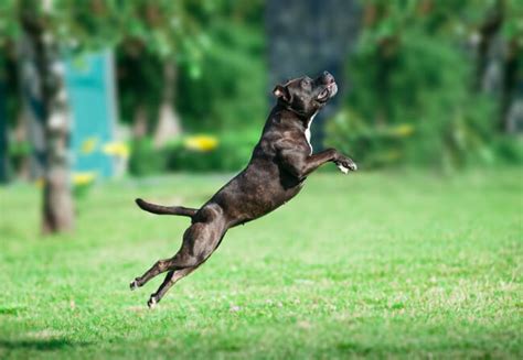 American Pitbull Terrier La Gu A Definitiva Terr Nea