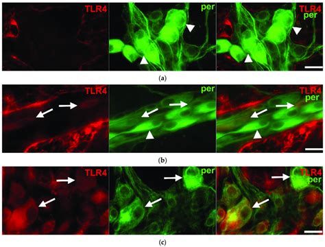 Representative Fluorescent Micrographs Of Whole Mount Preparations Of