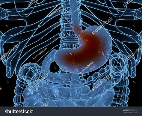 Acid Reflux Gerd Gastroesophageal Reflux Disease Stock Illustration