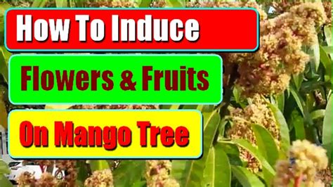 How To Induce Mango Tree To Flower To Produce More Fruits 2 Methods To