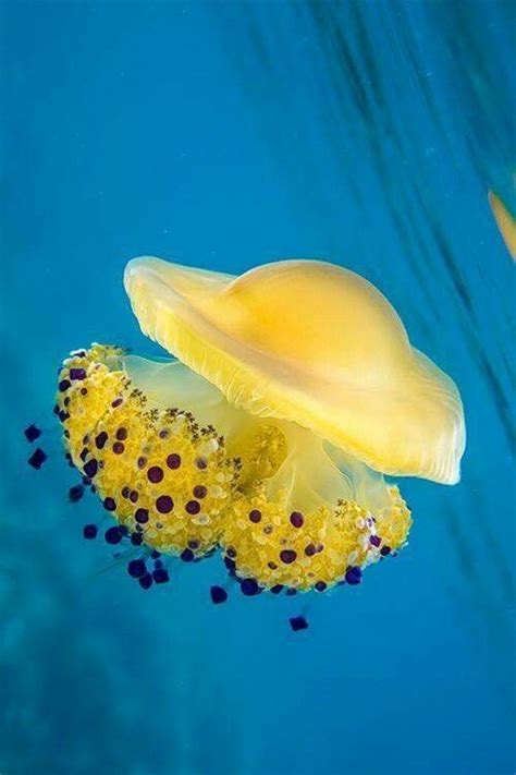 Yellow Jellyfish! | Beautiful sea creatures, Deep sea creatures, Ocean ...