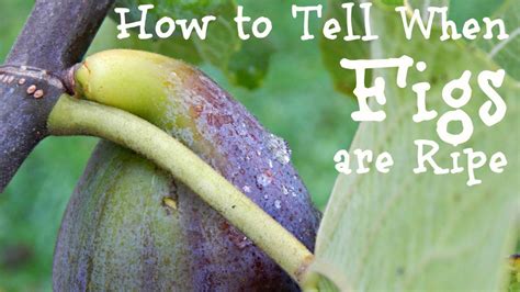 How To Tell When Figs Are Ripe Back Gardener