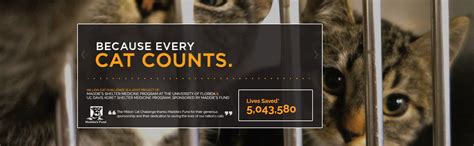 The Million Cat Challenge The Right Outcome For Every Cat The