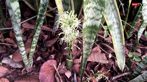 Langue de belle mère Sansevieria trifasciata YouTube