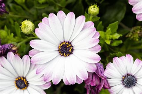 Margarita Africana Blanca Y Morada Flor Que Crece En El Jard N