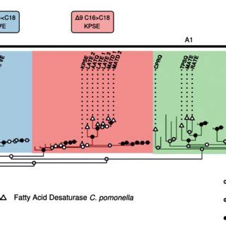 Phylogeny Of Lepidoptera FAD Genes The Maximum Likelihood Tree Was