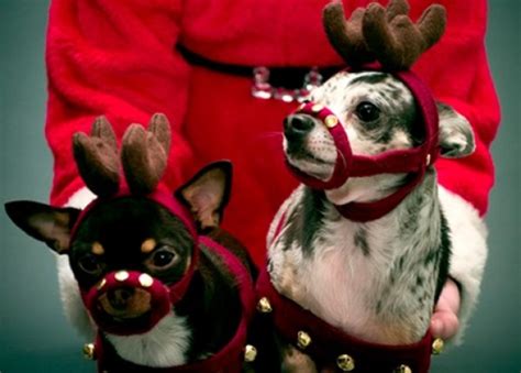 Ten Pictures of Dogs in Reindeer Costumes Rudolph Would Love