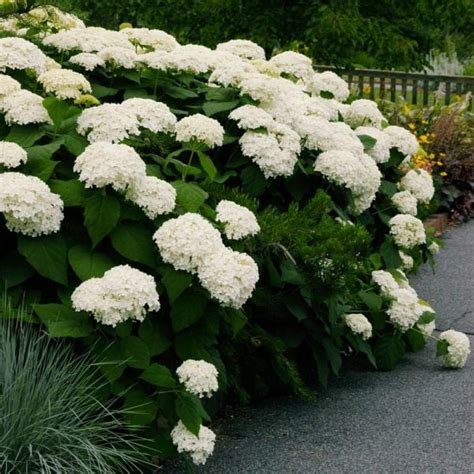 Hydrangea Arborescens Annabelle White Flower Farm