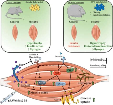 Bryan Johnson’s Follistatin Gene Therapy