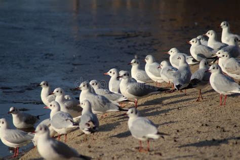 Black Headed Seagulls On The Beach Stock Image Image Of Eating Lake