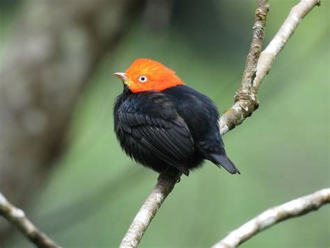 Red Capped Manakin From Mollejon Road San Ignacio Belize On January