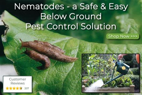 Nematode Pest Control Nematode Pest Control Pests