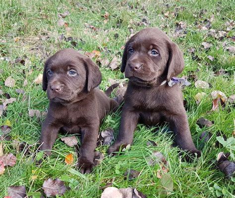 Chiot Elevage De La Pommeraie Eleveur De Chiens Labrador Retriever