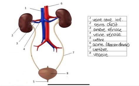 Le Systeme Urinaire Flashcards Quizlet