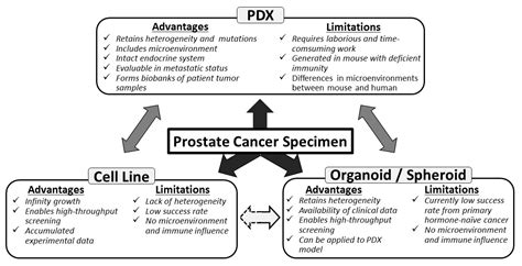 Cells Free Full Text Application Of Prostate Cancer Models For