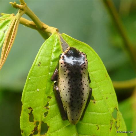 Juvenile Map Tree Frog Hypsiboas Geographicus From Ecuado Flickr