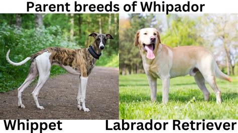 Whipador Guide Master The Whippet Lab Mix Labrajoy