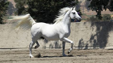 La Magie De La Danse Entre Cheval Et Cavalier L Art Du Spectacle